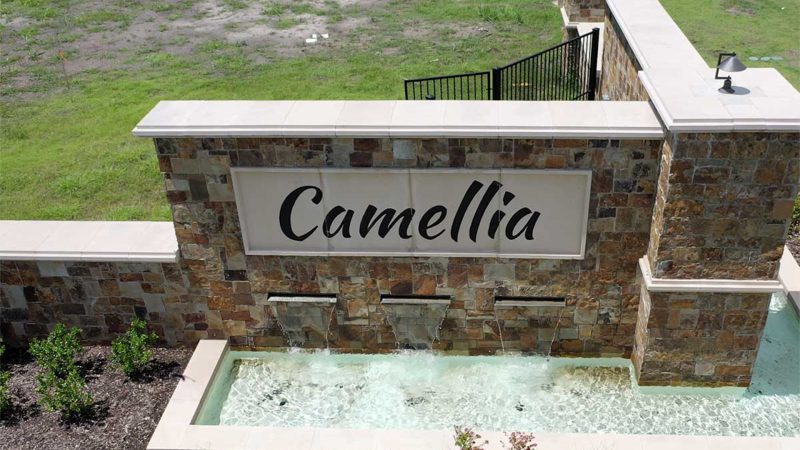 Camellia